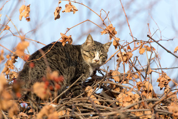 Cat on a tree
