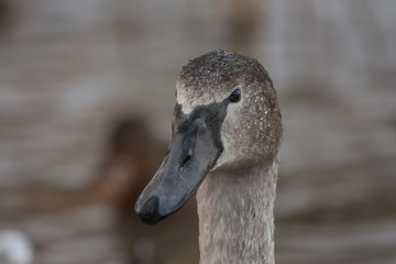 Portrait of a young swan