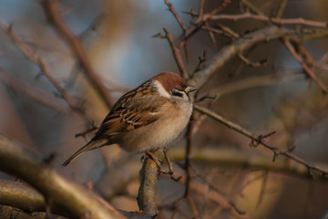 Sparrow on a branch.
