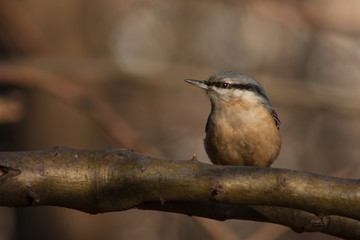 Nuthatch on a branch.