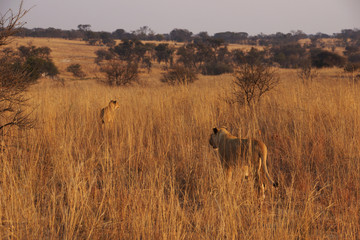 two lionesses are walking in the african savannah