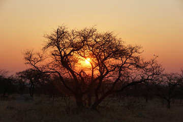 Naklejka na ściany i meble sunset behind a acacia tree in african bush