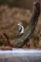Great Spotted Woodpecker next to frozen lake