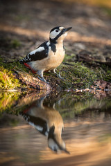 Great Spotted Woodpecker