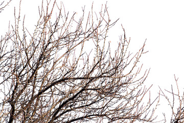 Fototapeta na wymiar tree branches on a white background