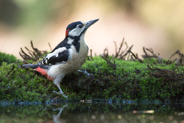 Great Spotted Woodpecker