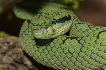 Nahaufnahme einer Ceylon Lanzenotter