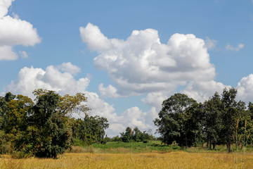 Fototapeta premium rice