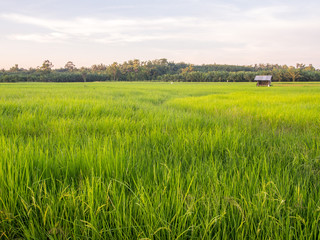 evening  at the  rice 's paddy  fields