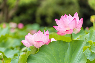 Fototapeta premium The Lotus Flower.Background is the lotus leaf and lotus flower and tree.Shooting location is the Sankeien in Yokohama, Kanagawa Prefecture Japan.