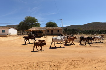 Cowboy in der Caatinga von Brasilien