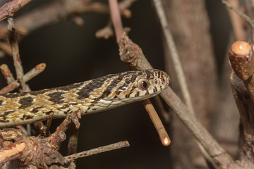 Eine Eierschlange kriecht durch einen Busch