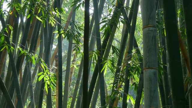 Bamboo forest. UHD, 4K
