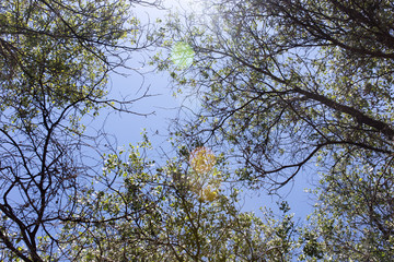 tree branches against the blue sky