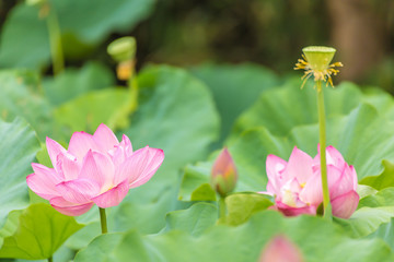 Fototapeta premium The Lotus Flower.Background is the lotus leaf and lotus flower and lotus bud and tree.Shooting location is the Sankeien in Yokohama, Kanagawa Prefecture Japan.