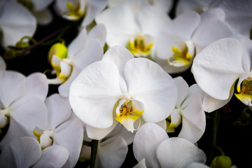 Naklejka na ściany i meble White orchid flowers on the tree