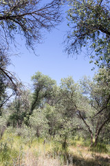 nature in the forest