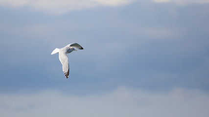 Herring gull flying against a cloudy sky