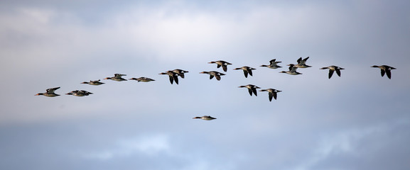 Flock of red-breasted mergansers flying against a cloudy sky