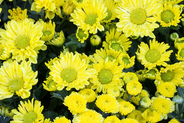 chrysanthemum