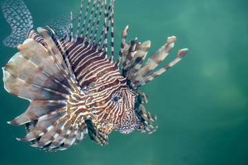fish lionfish