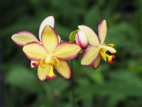 Close Up Colorful Wild Orchid