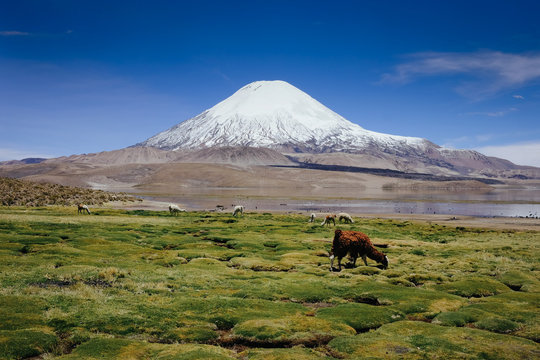 Llama in front of Parinacota