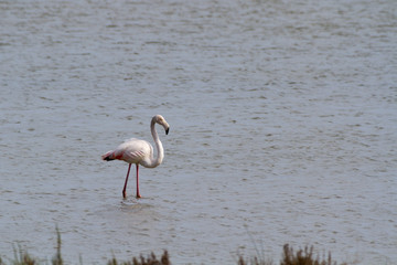 phoenicopterus in a swamp