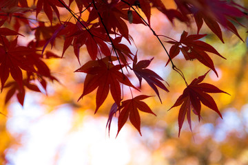 Naklejka na ściany i meble 日本の秋、もみじの風景　平林寺