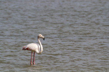 phoenicopterus in a swamp