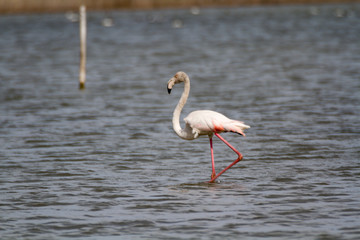 phoenicopterus in a swamp