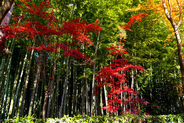 日本の秋、もみじの風景　平林寺