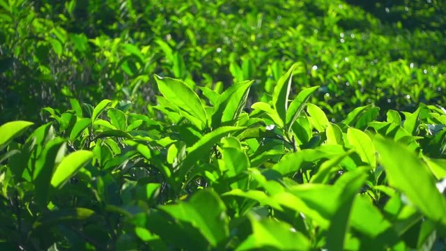 Green tea fresh leaves. Tea plantations in Nuwara Eliya, Sri Lanka
