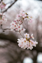 Fototapeta na wymiar 日本の桜の風景　権現堂堤