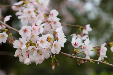 日本の桜の風景　権現堂堤