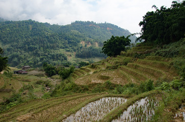 rizi&egrave;res en terrasse - Sa Pa - Vietnam