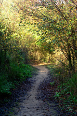 Landscape of a road in the countryside in autumn