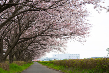 Obraz premium 日本の桜の風景 権現堂堤