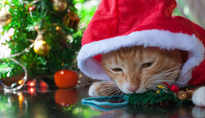 Obraz na płótnie Canvas Cat in Santa hat.