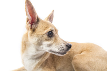 isolated bright portrait of a dog 