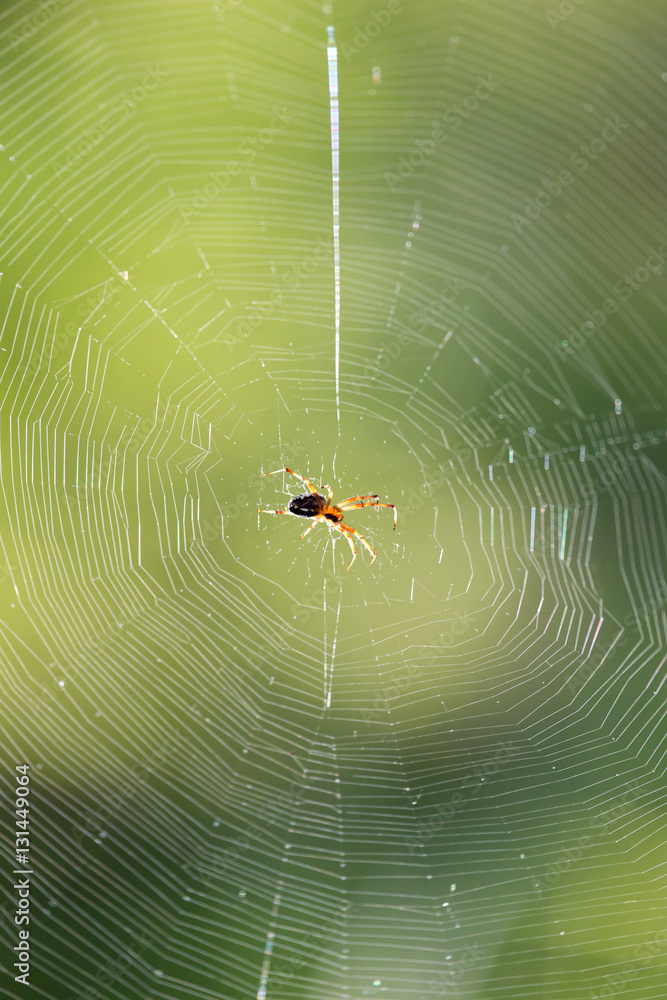 Wall mural spider on a web in nature