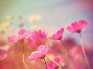 pink cosmos blooming over clear blue sky