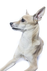 isolated bright portrait of a dog 