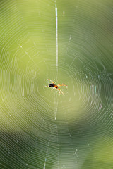 spider on a web in nature