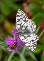 Fototapeta na wymiar Butterfly and beetle on a flower