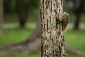 Fototapeta premium Curious red squirrel siting on tree (green background)