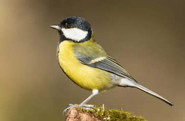 Parus major,carbonero común