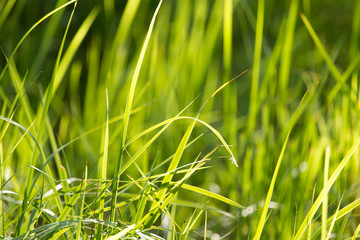 green grass in nature