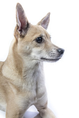 isolated bright portrait of a dog 
