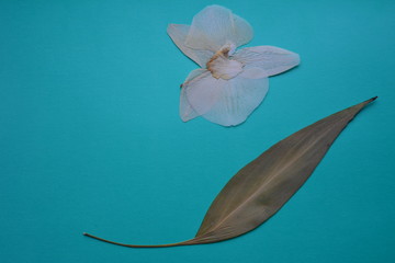 pressed white orchid flower and leaf on a blue background, texture, card, greeting, weightlessness,...